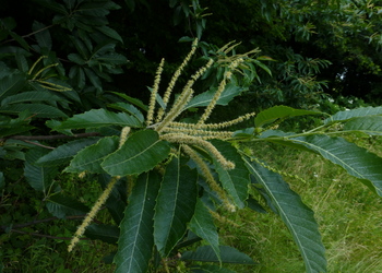 Edelkastanie (Castanea sativa) - © Philipp Sengl